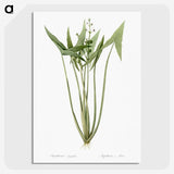 2-82_The-Lilies_picture-crop