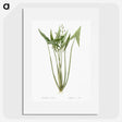 2-82_The-Lilies_picture