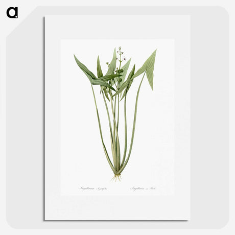 2-82_The-Lilies_picture