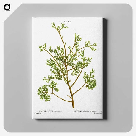 2-82_Treatise-on-Trees-and-Shrubs_canvas
