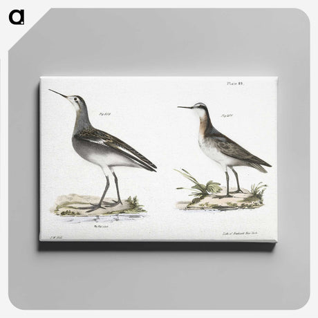 2-82_Zoology-of-New-York_canvas