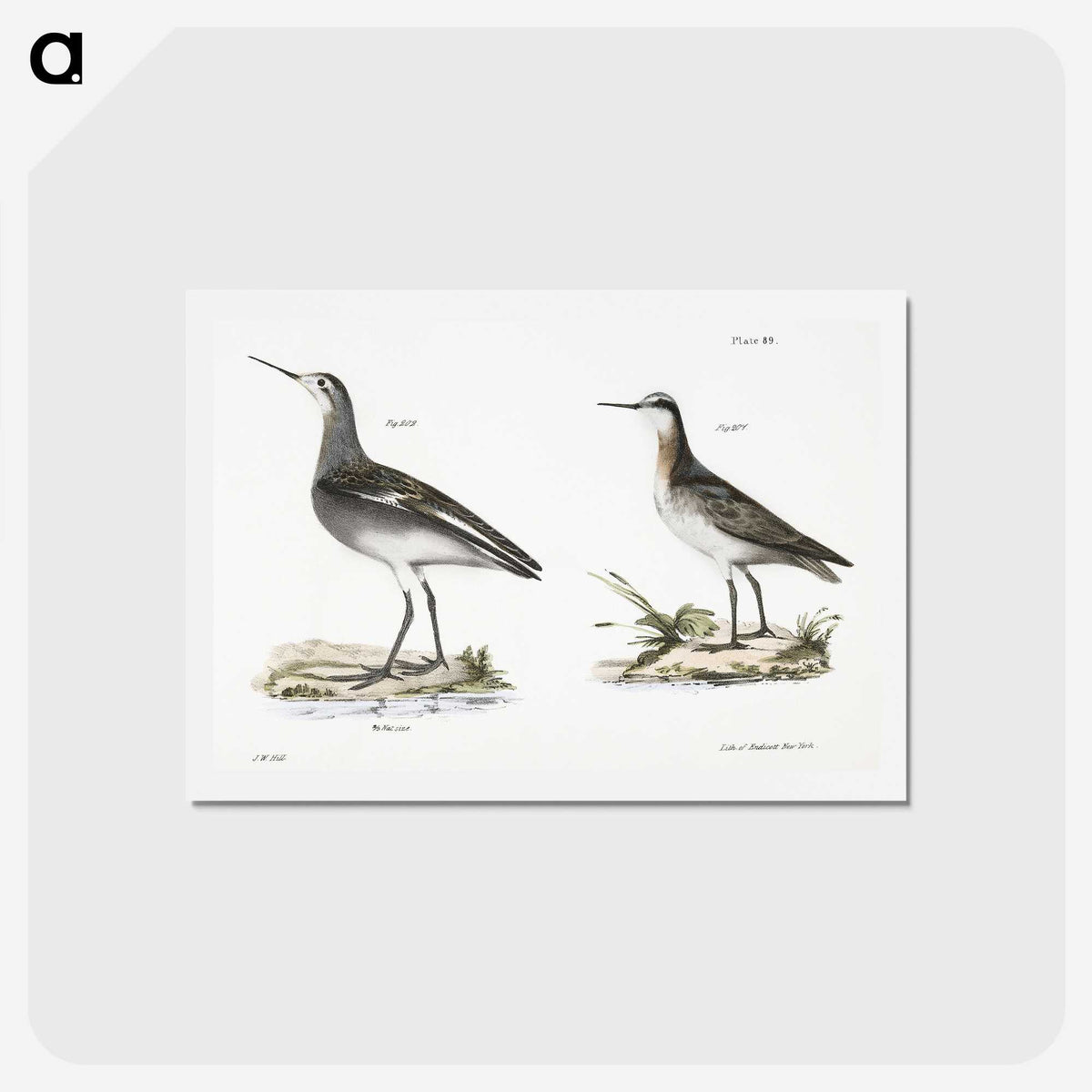 2-82_Zoology-of-New-York_hagaki