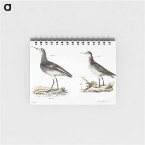 アートメモ帳-Wilson's Holopode - ニューヨークの動物学 Memo.