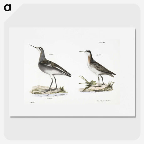 2-82_Zoology-of-New-York_picture