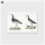2-82_Zoology-of-New-York_postcard