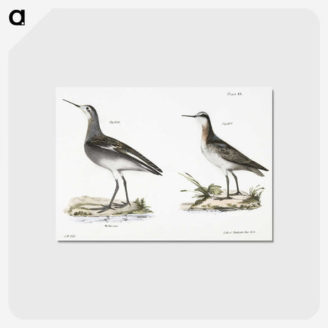 2-82_Zoology-of-New-York_postcard