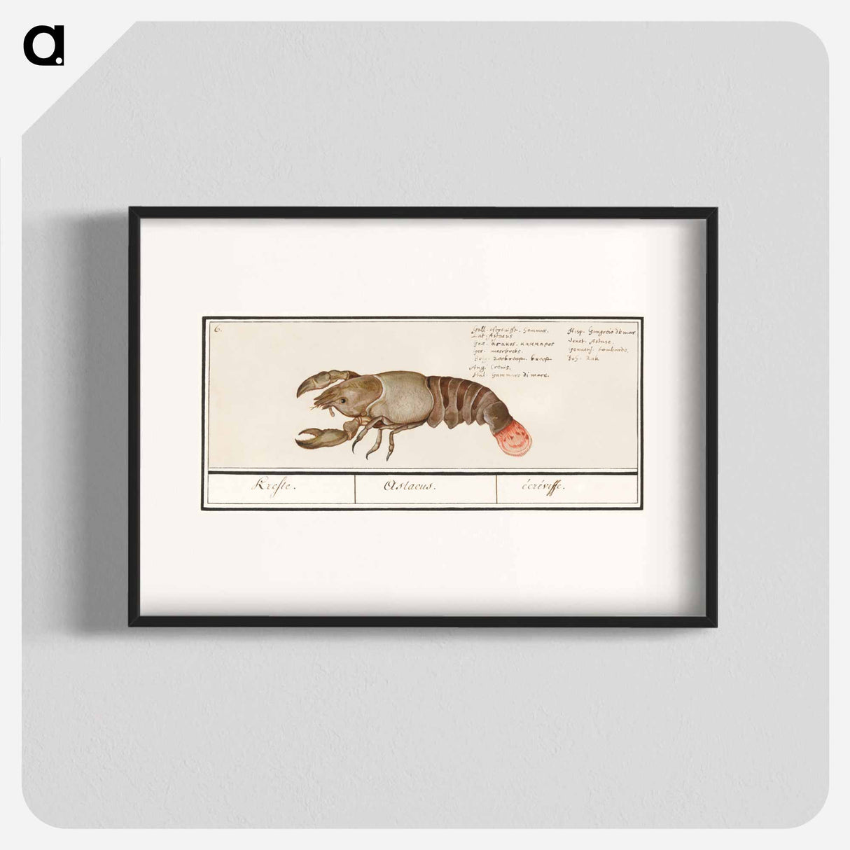 Lobster - アンセルムス ボエティウス デ ブート Poster.