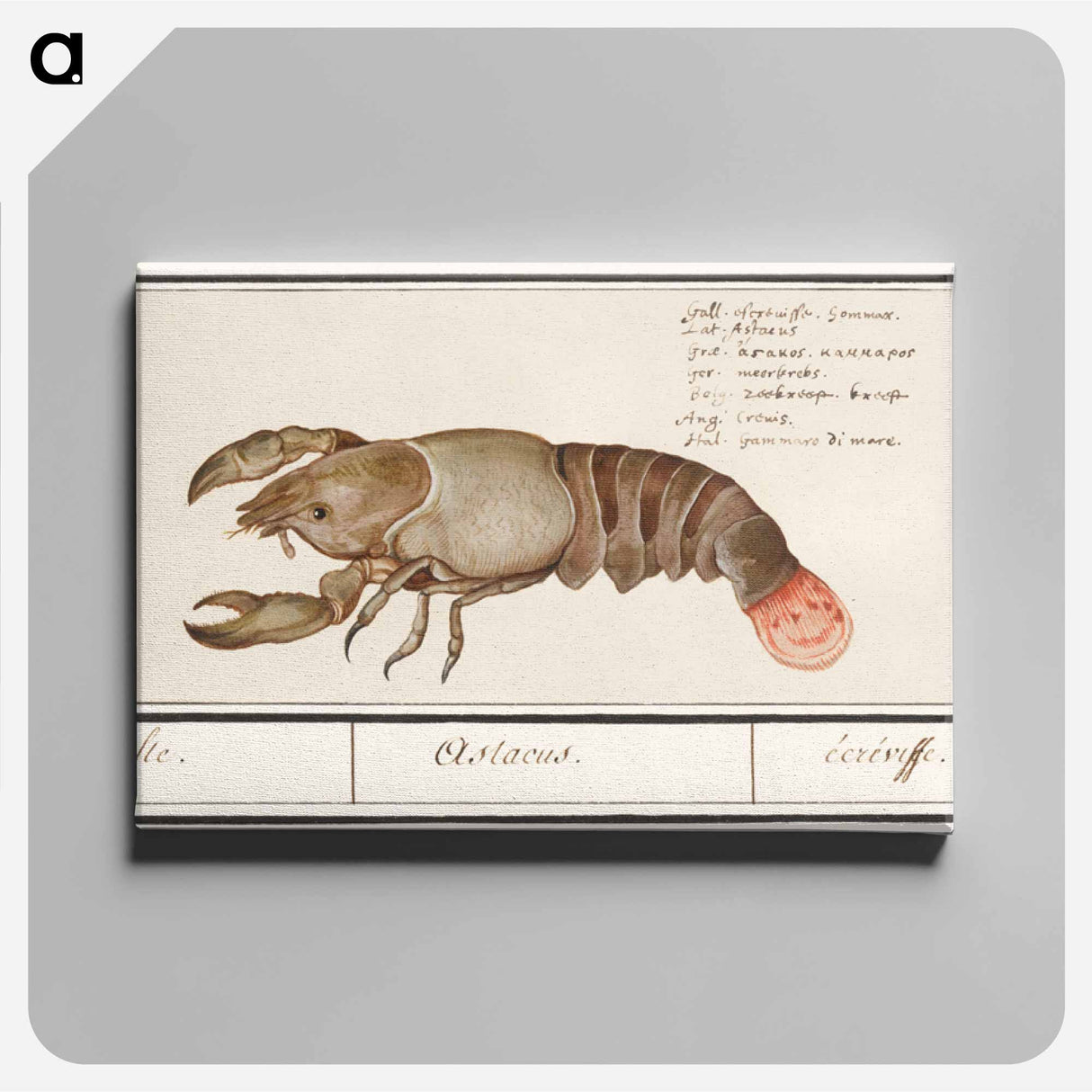 Lobster - アンセルムス ボエティウス デ ブート Canvas.