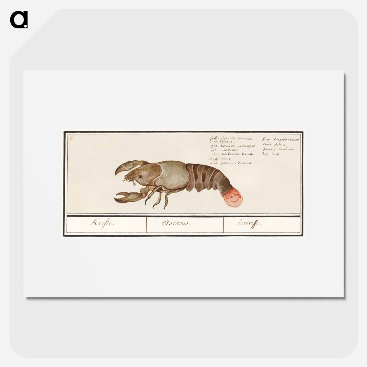 Lobster - アンセルムス ボエティウス デ ブート Poster.
