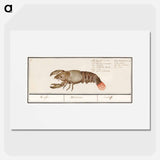 Lobster - アンセルムス ボエティウス デ ブート Poster.