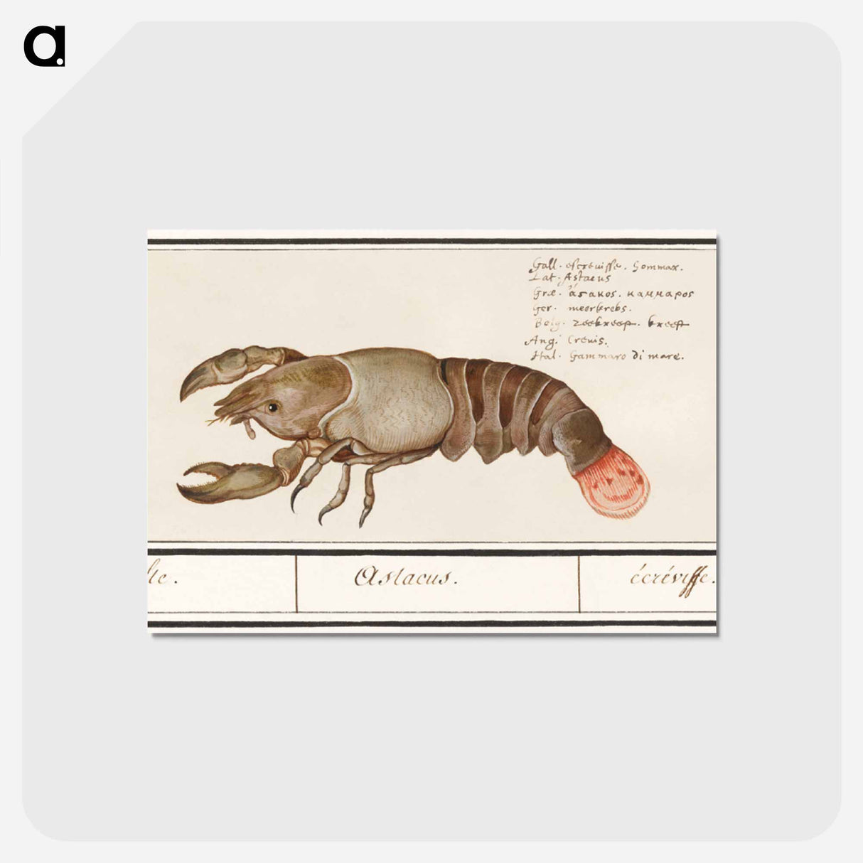 Lobster - アンセルムス ボエティウス デ ブート Postcard.