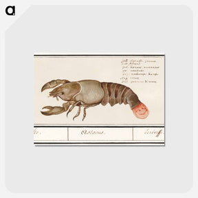 アートポストカード-Lobster - アンセルムス ボエティウス デ ブート Postcard.