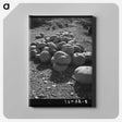 2-83_Dorothea-Lange_canvas