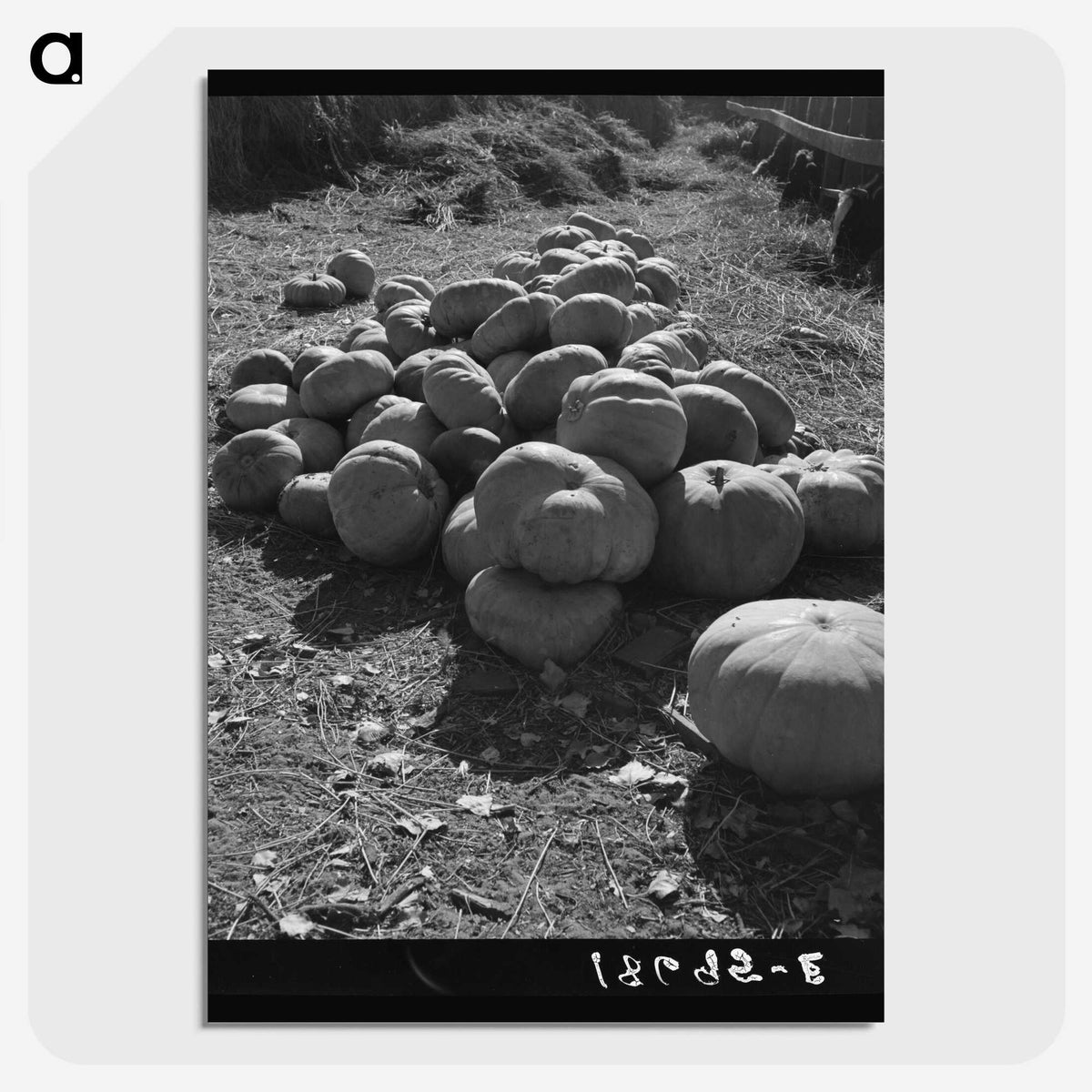 2-83_Dorothea-Lange_picture-crop