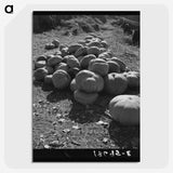 2-83_Dorothea-Lange_picture-crop