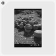 2-83_Dorothea-Lange_postcard