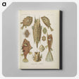 2-83_Ernst-Haeckel_canvas