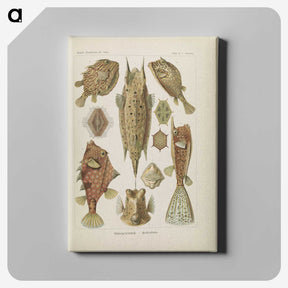 2-83_Ernst-Haeckel_canvas