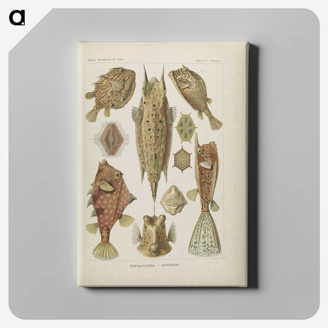 2-83_Ernst-Haeckel_canvas