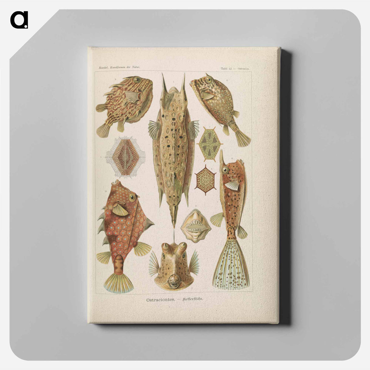 Marine life illustration - エルンスト ヘッケル Canvas.