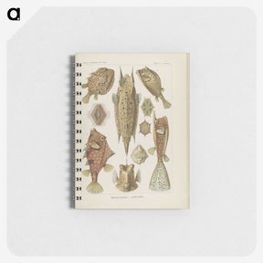 2-83_Ernst-Haeckel_memo