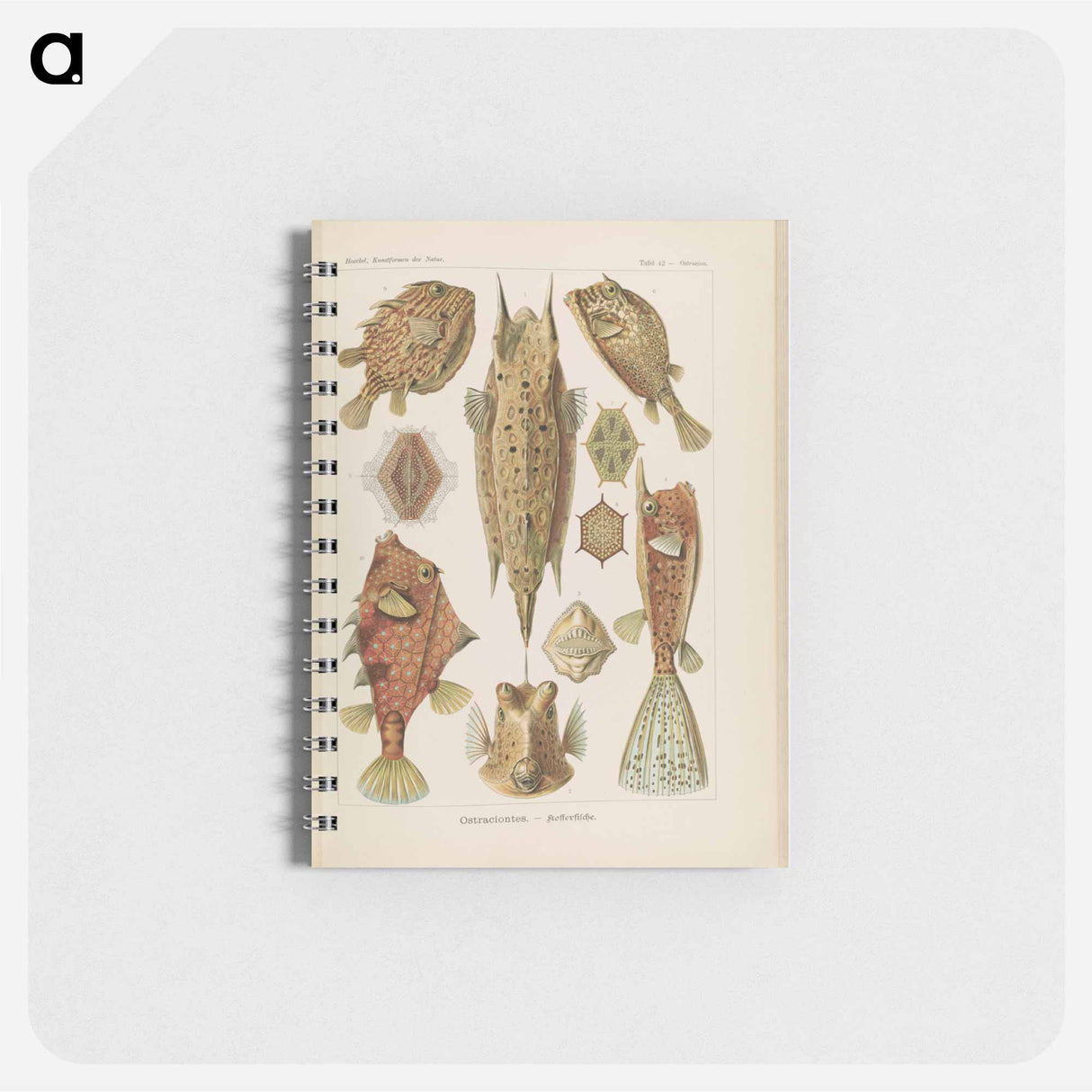 アートメモ帳-Marine life illustration - エルンスト ヘッケル Memo.