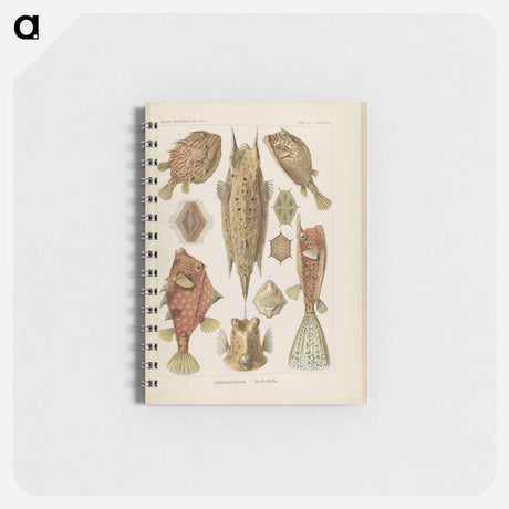 アートメモ帳-Marine life illustration - エルンスト ヘッケル Memo.