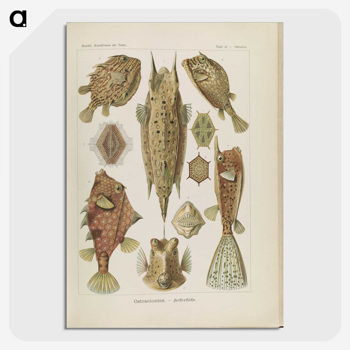 2-83_Ernst-Haeckel_picture-crop