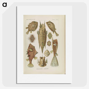 2-83_Ernst-Haeckel_picture