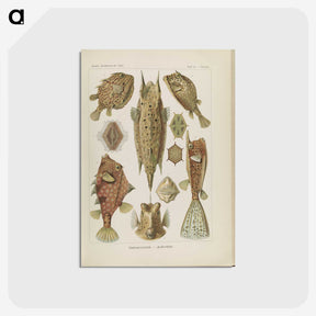 2-83_Ernst-Haeckel_postcard