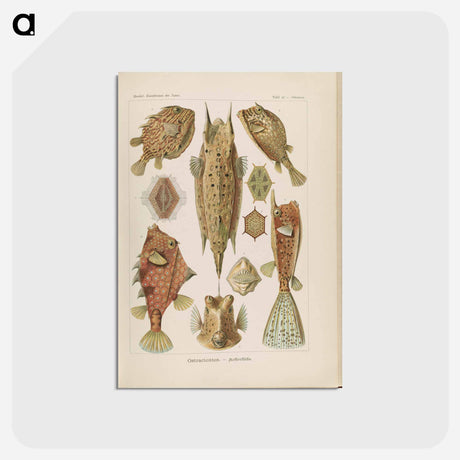 アートポストカード-Marine life illustration - エルンスト ヘッケル Postcard.