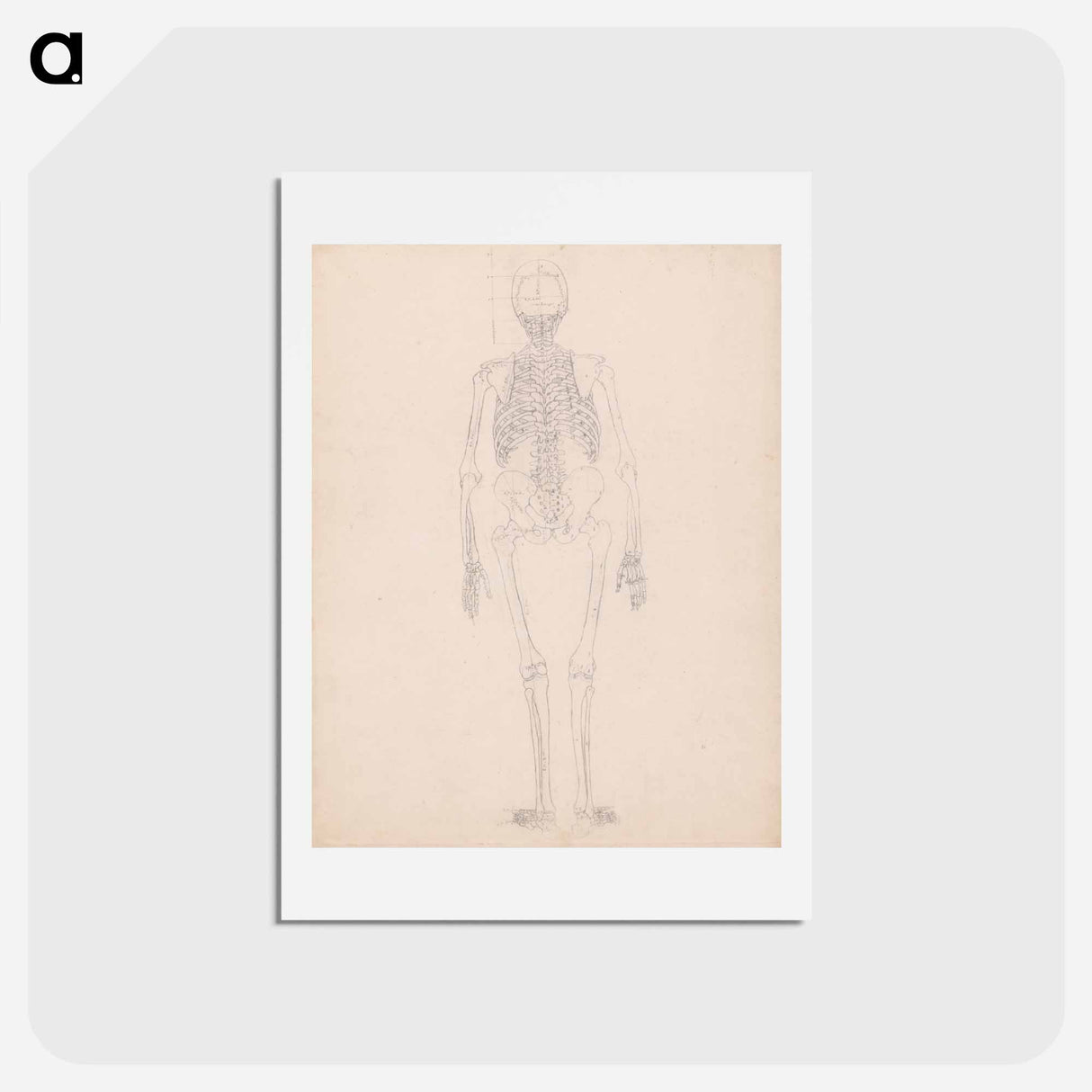アートポストカード-Human Skeleton, Posterior View
 - ジョージ スタッブス Postcard.