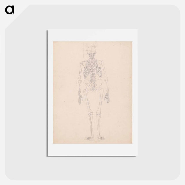 アートポストカード-Human Skeleton, Posterior View
 - ジョージ スタッブス Postcard.