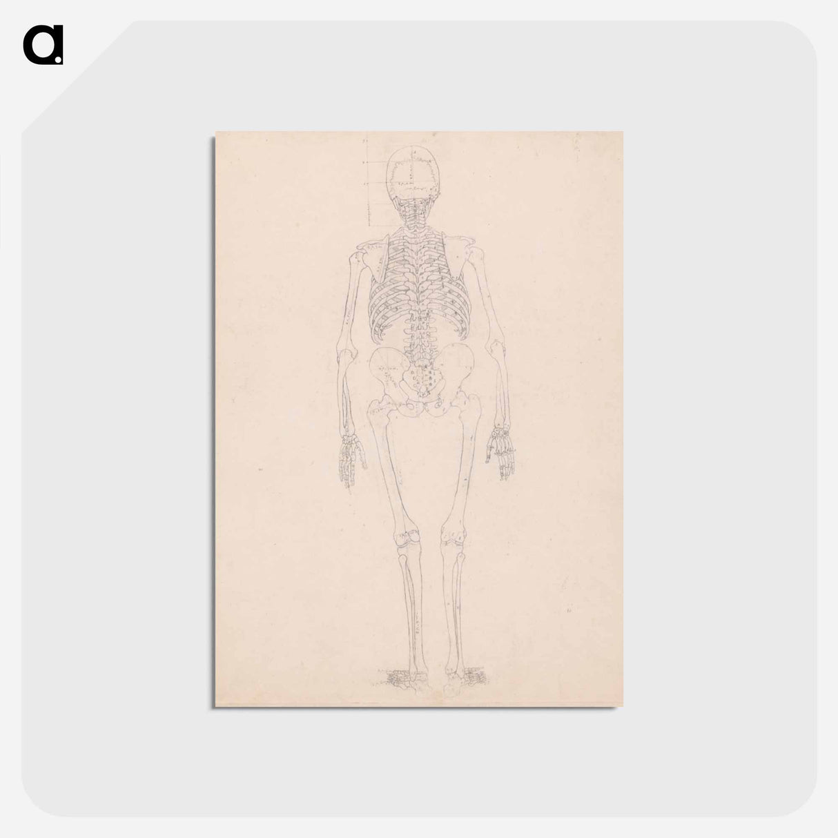 アートポストカード-Human Skeleton, Posterior View
 - ジョージ スタッブス Postcard.