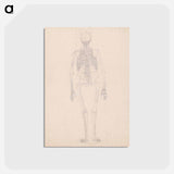 アートポストカード-Human Skeleton, Posterior View
 - ジョージ スタッブス Postcard.