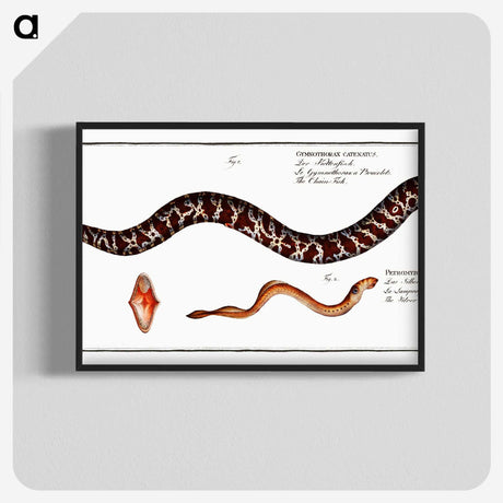 2-83_Ichtyologie-ou-Histoire-naturelle_blk-crop