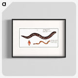 2-83_Ichtyologie-ou-Histoire-naturelle_blk
