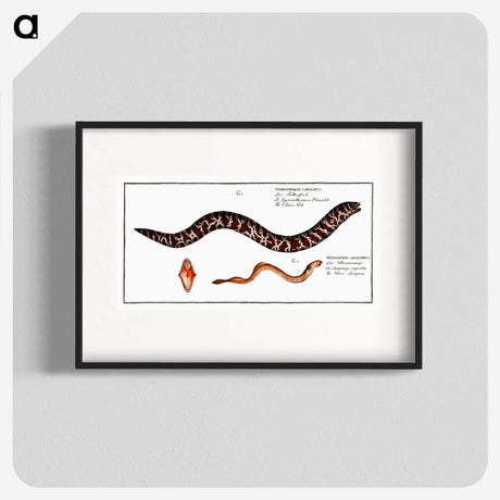 2-83_Ichtyologie-ou-Histoire-naturelle_blk