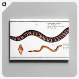 2-83_Ichtyologie-ou-Histoire-naturelle_canvas