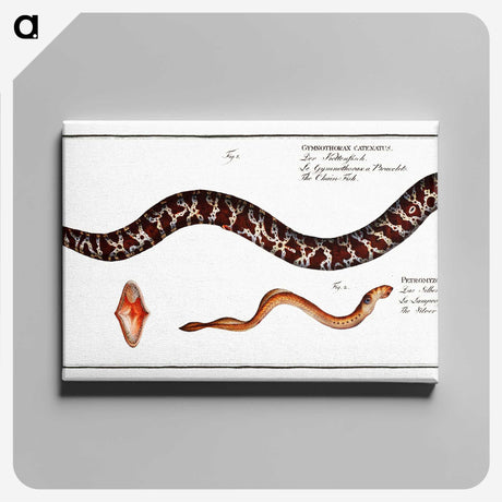 2-83_Ichtyologie-ou-Histoire-naturelle_canvas