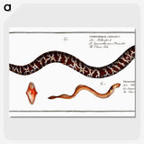 2-83_Ichtyologie-ou-Histoire-naturelle_picture-crop