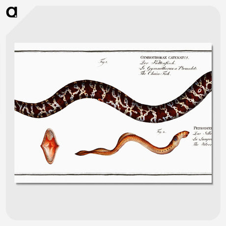 2-83_Ichtyologie-ou-Histoire-naturelle_picture-crop