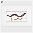 2-83_Ichtyologie-ou-Histoire-naturelle_picture