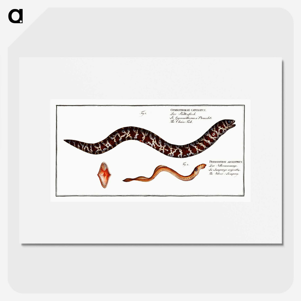 2-83_Ichtyologie-ou-Histoire-naturelle_picture