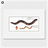 2-83_Ichtyologie-ou-Histoire-naturelle_picture