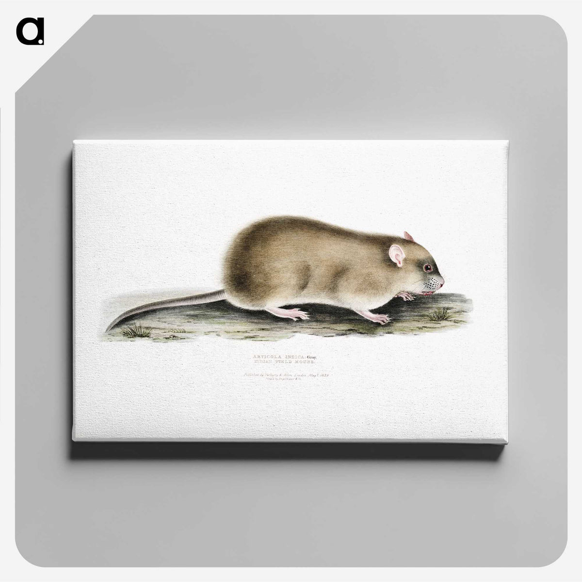 2-83_Indian-Zoology_canvas