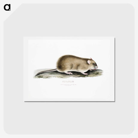 2-83_Indian-Zoology_hagaki