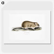 2-83_Indian-Zoology_picture