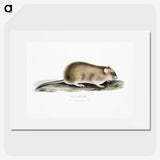2-83_Indian-Zoology_picture