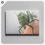 2-83_Insects-Unlocked-Project_canvas
